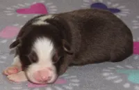 Millee RTF NO Dock NBT AKC, a female Australian Shepherd for sale in Lynchburg, VA – 7 of 10