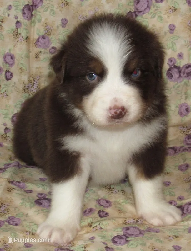 Millee RTF NO Dock NBT AKC – Australian Shepherd puppy for sale in Lynchburg, VA