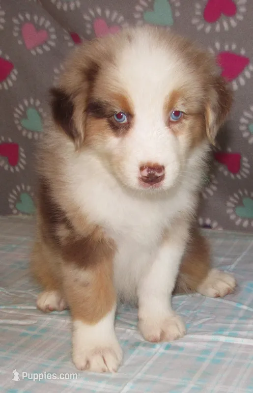 KoKo RMF AKC – Australian Shepherd puppy on hold in Lynchburg, VA