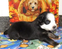 Animal, a male Australian Shepherd for sale in Lynchburg, VA – 4 of 10