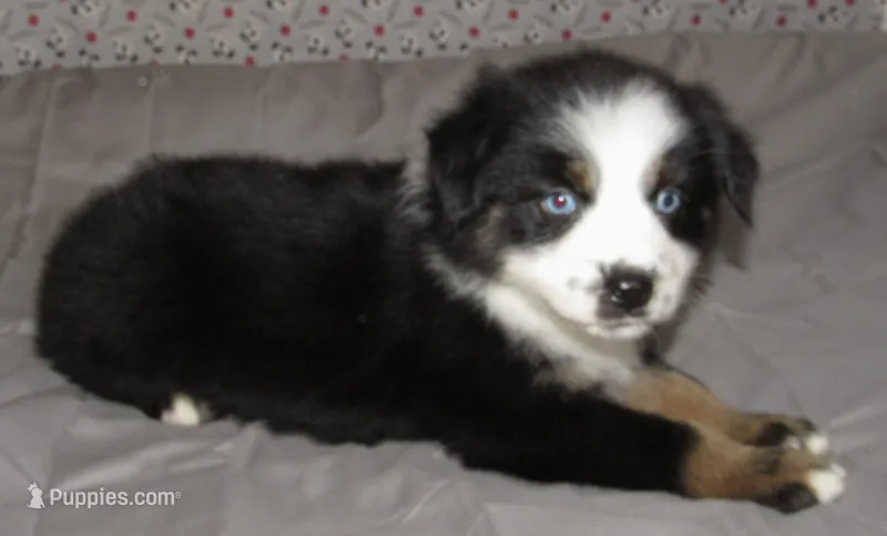 Mirri REDUCED AKC  BTF – Australian Shepherd puppy for sale in Lynchburg, VA