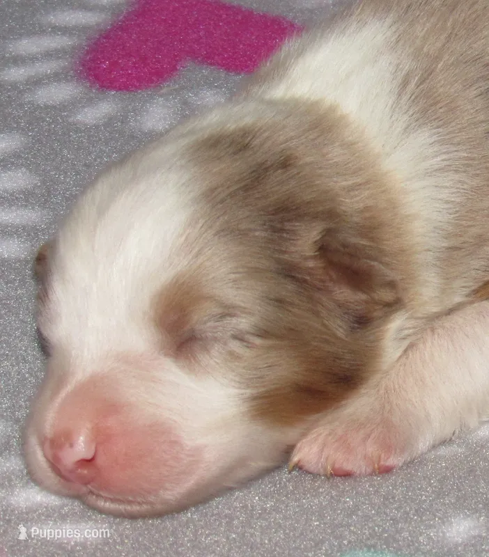 KoKo RMF AKC – Australian Shepherd puppy for sale in Lynchburg, VA