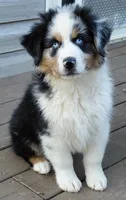 Emmett BMM AKC Purebred REDUCED!, a male Australian Shepherd for sale in Lynchburg, VA – 4 of 10