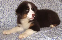 Millee RTF NO Dock NBT AKC, a female Australian Shepherd for sale in Lynchburg, VA – 5 of 7