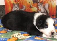 Marinda NBT, a female Australian Shepherd for sale in Lynchburg, VA – 4 of 10