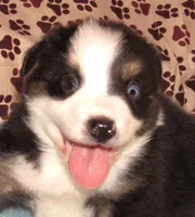 Odin AKC  NBT, a male Australian Shepherd for sale in Lynchburg, VA – 3 of 10