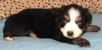 Marva AKC BTF NBT, a female Australian Shepherd for sale in Lynchburg, VA – 8 of 10