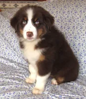 Millee RTF NO Dock NBT AKC, a female Australian Shepherd for sale in Lynchburg, VA – 4 of 7