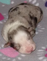 Stella BMF NO Dock NBT AKC, a female Australian Shepherd for sale in Lynchburg, VA – 7 of 10