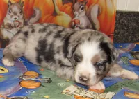 Briar, a female Australian Shepherd for sale in Lynchburg, VA – 5 of 9