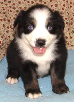 Mirri AKC  BTF, a female Australian Shepherd for sale in Lynchburg, VA – 2 of 10