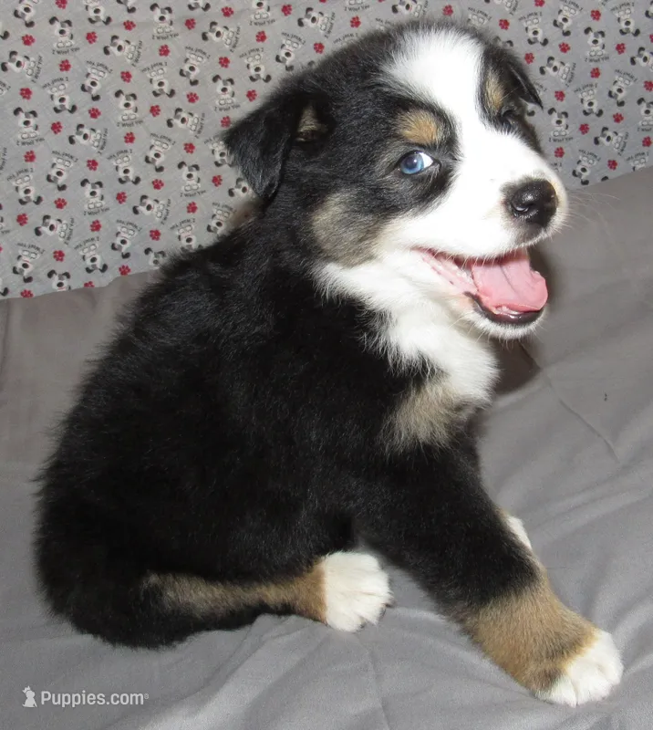 Zinnia AKC  BTF – Australian Shepherd puppy for sale in Lynchburg, VA