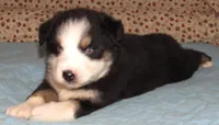 Marinda  AKC BTF NBT, a female Australian Shepherd for sale in Lynchburg, VA – 6 of 10