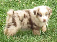 KoKo RMF AKC, a female Australian Shepherd for sale in Lynchburg, VA – 9 of 10