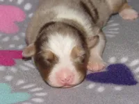 Poppy RMF NO Dock Tail NBT, a female Australian Shepherd for sale in Lynchburg, VA – 1 of 9