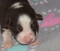 Millee RTF NO Dock NBT AKC, a female Australian Shepherd for sale in Lynchburg, VA – 2 of 10