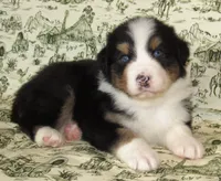 Mystic BTM AKC, a male Australian Shepherd for sale in Lynchburg, VA – 8 of 10