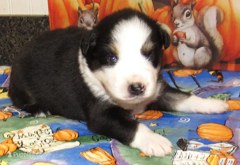 Marinda NBT – Australian Shepherd puppy for sale in Lynchburg, VA