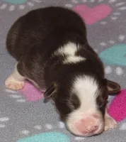 Millee RTF NO Dock NBT AKC, a female Australian Shepherd for sale in Lynchburg, VA – 3 of 10