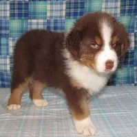 Bentley NBT AKC Purebred, a male Australian Shepherd for sale in Lynchburg, VA – 5 of 10