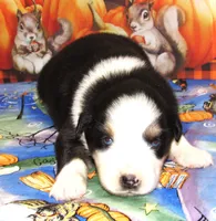 Marinda NBT, a female Australian Shepherd for sale in Lynchburg, VA – 7 of 10