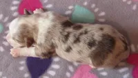 KoKo RMF AKC, a female Australian Shepherd for sale in Lynchburg, VA – 8 of 10