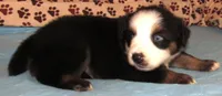 Animal  BTM NBT, a male Australian Shepherd for sale in Lynchburg, VA – 7 of 10