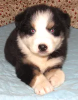 Marinda  AKC BTF NBT, a female Australian Shepherd for sale in Lynchburg, VA – 3 of 10