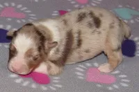 Poppy RMF NO Dock Tail NBT, a female Australian Shepherd for sale in Lynchburg, VA – 7 of 9