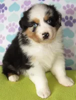 Emmett BMM AKC , a male Australian Shepherd for sale in Lynchburg, VA – Photo 5 of 5