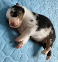 Emmett, a male Australian Shepherd for sale in Lynchburg, VA – Photo 5 of 5