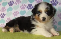 Emmett BMM AKC , a male Australian Shepherd for sale in Lynchburg, VA – Photo 3 of 5