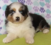 Emmett BMM AKC , a male Australian Shepherd for sale in Lynchburg, VA – Photo 2 of 5