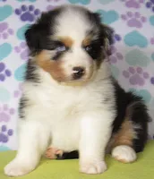 Emmett BMM AKC , a male Australian Shepherd for sale in Lynchburg, VA – Photo 4 of 5