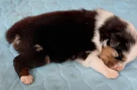 Emmett, a male Australian Shepherd for sale in Lynchburg, VA – Photo 4 of 5