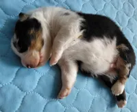 Emmett, a male Australian Shepherd for sale in Lynchburg, VA – Photo 2 of 5