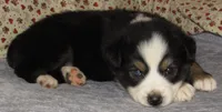 Zinnea BTF AKC, a female Australian Shepherd for sale in Lynchburg, VA – 7 of 10