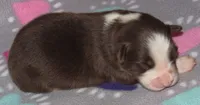 Millee RTF NO Dock NBT AKC, a female Australian Shepherd for sale in Lynchburg, VA – 9 of 10