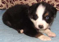 Odin AKC  NBT, a male Australian Shepherd for sale in Lynchburg, VA – 4 of 10