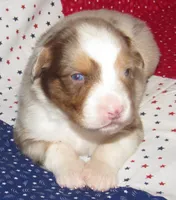 Poppy RMF NO Dock Tail NBT, a female Australian Shepherd for sale in Lynchburg, VA – 5 of 10