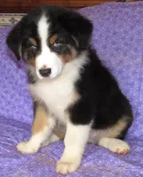 Mystic BTM AKC, a male Australian Shepherd for sale in Lynchburg, VA – 6 of 10