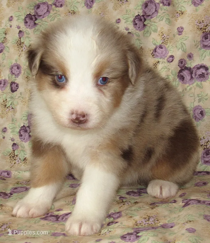KoKo RMF AKC – Australian Shepherd puppy for sale in Lynchburg, VA