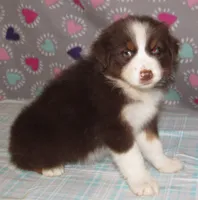 Millee RTF NO Dock NBT AKC, a female Australian Shepherd for sale in Lynchburg, VA – 7 of 10