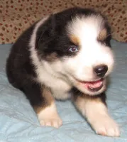 Marinda  AKC BTF NBT, a female Australian Shepherd for sale in Lynchburg, VA – 5 of 10