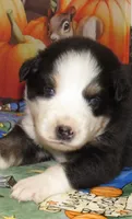 Marinda NBT, a female Australian Shepherd for sale in Lynchburg, VA – 2 of 10