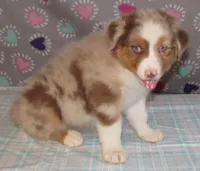 Poppy RMF NO Dock Tail NBT, a female Australian Shepherd for sale in Lynchburg, VA – 2 of 10