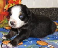 Animal, a male Australian Shepherd for sale in Lynchburg, VA – 8 of 10