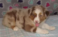 Poppy RMF NO Dock Tail NBT, a female Australian Shepherd for sale in Lynchburg, VA – 7 of 10