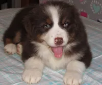 Millee RTF NO Dock NBT AKC, a female Australian Shepherd for sale in Lynchburg, VA – 10 of 10