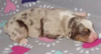 Poppy RMF NO Dock Tail NBT, a female Australian Shepherd for sale in Lynchburg, VA – 6 of 9